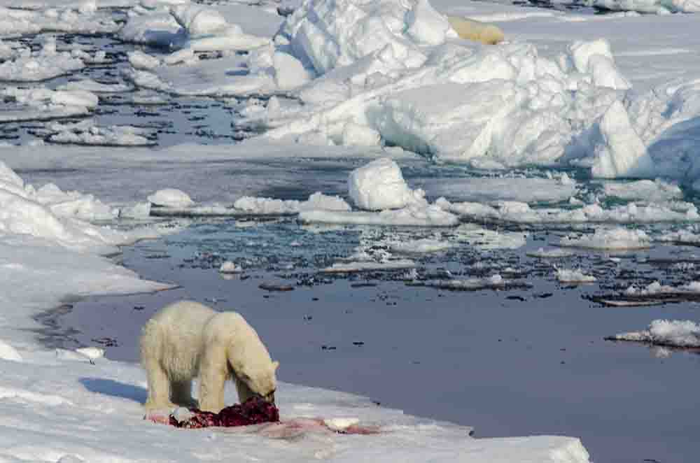 65 - Oso Polar - islas Svalbard - Noruega